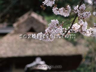�T�N��
