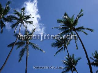 �t�����g�K���X�ɉf�郄�V�̖�