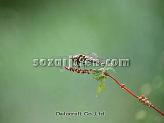 �g���{