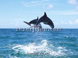 �o���h�E�C���J