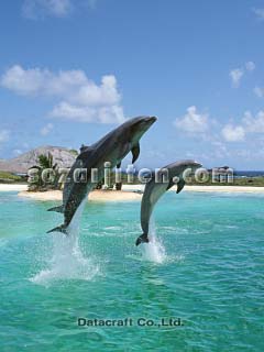 �o���h�E�C���J