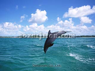�o���h�E�C���J