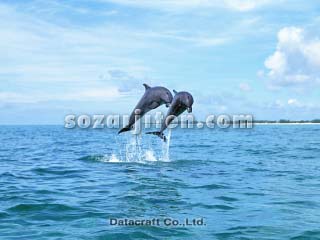 �o���h�E�C���J