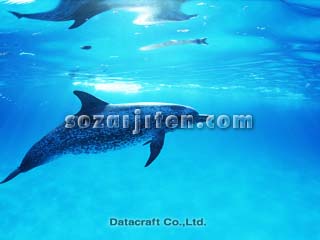�}�_���C���J
