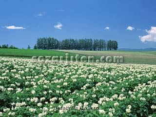 �W���K�C����