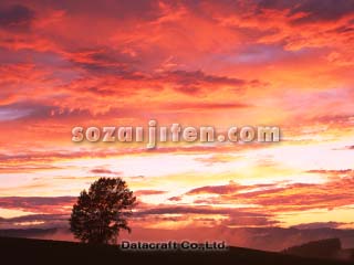 �I�����W�F�̋�