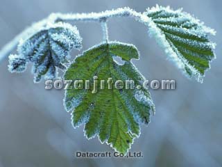 �t