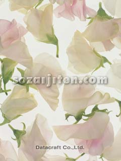 �X�C�[�g�s�[