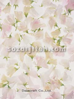 �X�C�[�g�s�[