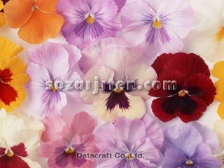 �p���W�[