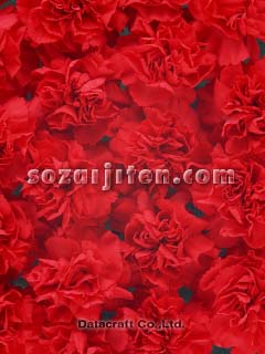 �J�[�l�[�V����