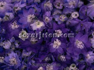 �f���t�B�j�E��