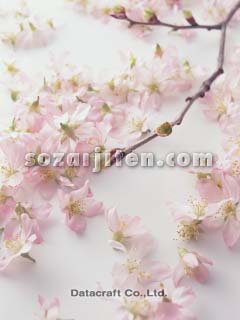 �T�N��