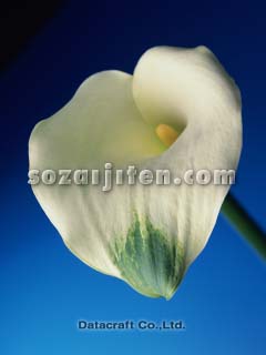 �J���[