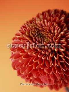 �L�N