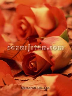 �o���Ɨ����t