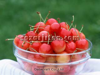 �T�N�����{