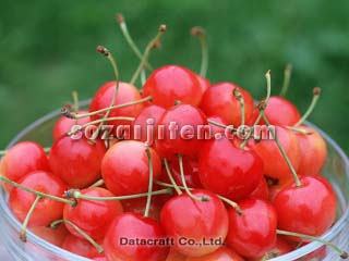 �T�N�����{