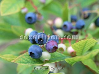 �u���[�x���[