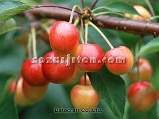 �T�N�����{