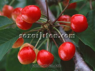 �T�N�����{