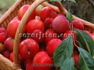 �v����