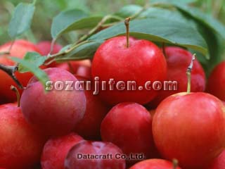 �v����