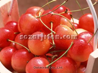 �T�N�����{