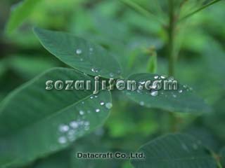 �t