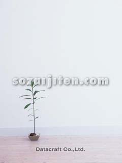 �ϗt�A��
