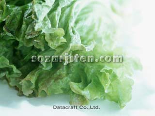 �T�j�[���^�X
