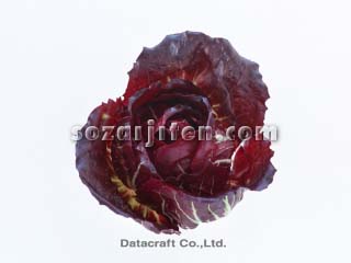 �g���r�X