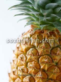 �p�C�i�b�v��