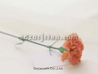 �J�[�l�[�V����