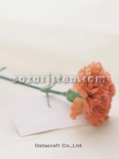�J�[�l�[�V����