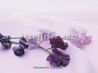 �X�C�[�g�s�[