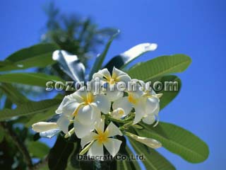 �v�������A
