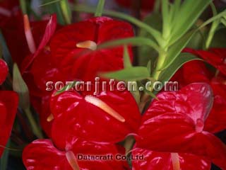 �A���X���E��