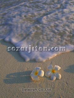 �g�ł��ۂ̉�
