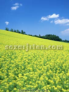 �J���V�i��
