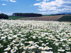 �}�[�K���b�g