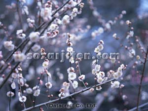 �E���̉�