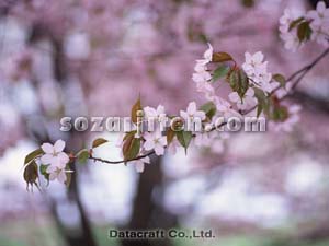 �T�N��