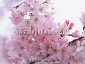 �T�N��