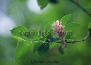 �c�N�V���u�E�c�M