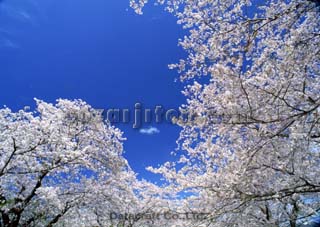 �T�N��