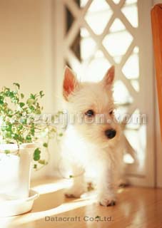 �E�G�X�g�n�C�����h�z���C�g�e���A