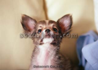 �����O�R�[�g�`����