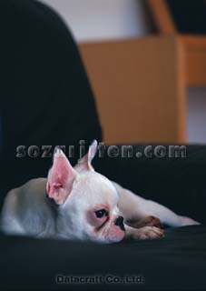 �t�����`�u���h�b�O