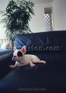 �t�����`�u���h�b�O